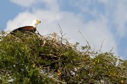 Fish eagle on her nest with baby : 2014 Uganda